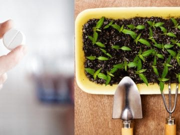 Depositphotos_67478185_l-2015