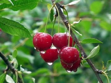 fruit-3235152_960_720