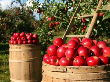 imgonline-com-ua-Resize-c197uWkrYNW8