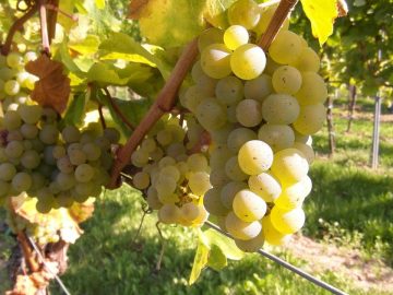 imgonline-com-ua-Resize-C1t4N8PkAr8s