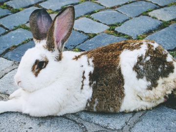 imgonline-com-ua-Resize-crF3wMfKv0d0