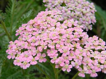 imgonline-com-ua-Resize-ejoJ8yTdcvxe1