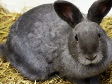 imgonline-com-ua-Resize-Jrigvakicuv