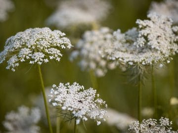 imgonline-com-ua-Resize-NilGqN7MNxyJuoJ