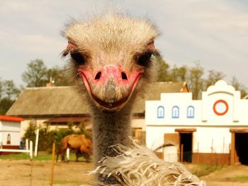 imgonline-com-ua-Resize-p0Vm1G3dKDhyi