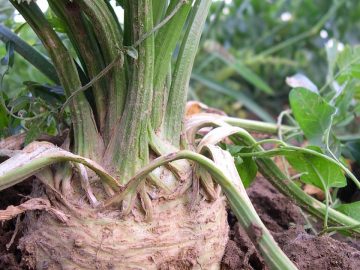 imgonline-com-ua-Resize-wcDG07hsEG8Q