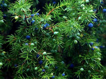 juniper-669793_960_720