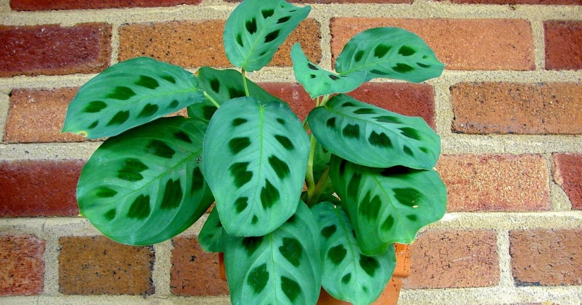 Prayer Plant растение