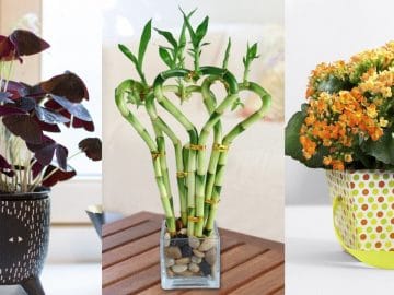 BeFunky-collage (1) (1)