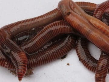 imgonline-com-ua-Resize-BLivyOjMfmuVfmB