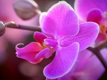 orchid-3029574_960_720