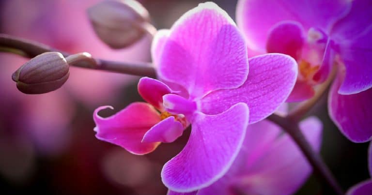 orchid-3029574_960_720