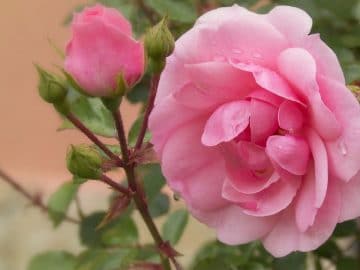 rose-3115752_960_720