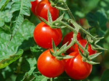 14437359189_a0f990214c_h