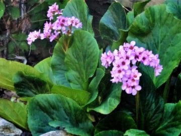 4625674-6221321-image-a-16_1538207461534