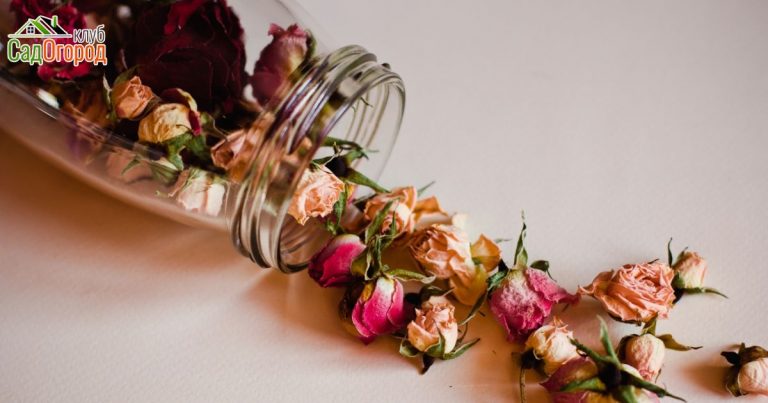 50.-Pretty-Pumpkin-Path 17102018 50.-Pretty-Pumpkin-Path