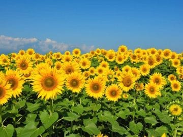 明野のひまわり畑 03042019 明野のひまわり畑