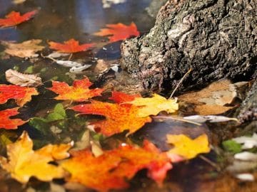 autumn-2900166_960_720