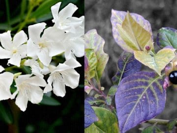 BeFunky-collage (1) (1)