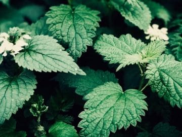 BeFunky-collage (1) (1)