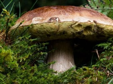 common-mushroom-180712__340