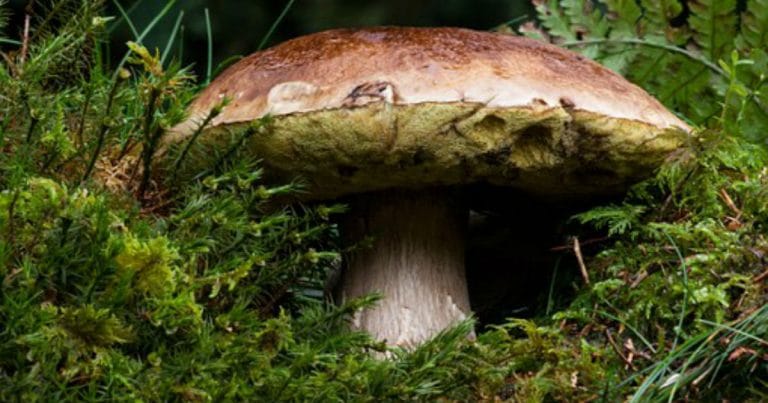 common-mushroom-180712__340