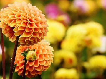 dahlia-1643808_960_720