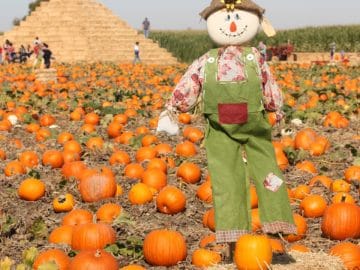 Scarecrow in autumn pumpkin field