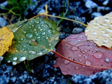 leaf-3423635_960_720