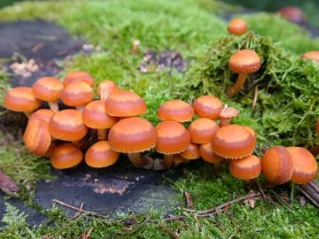 mushrooms-223110_960_720