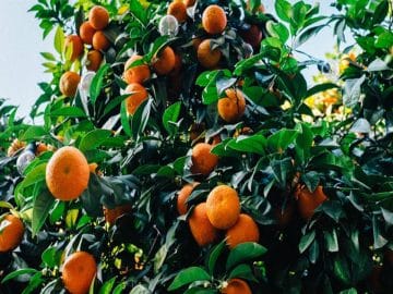 tangerines-1208301_960_720