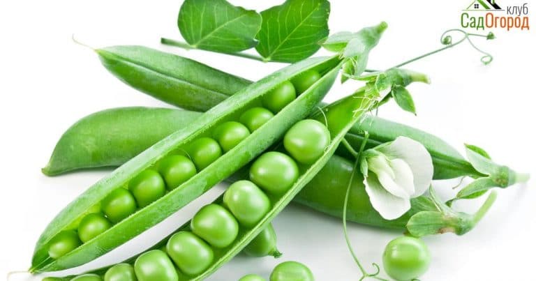 Pods of green peas with leaves on white background.