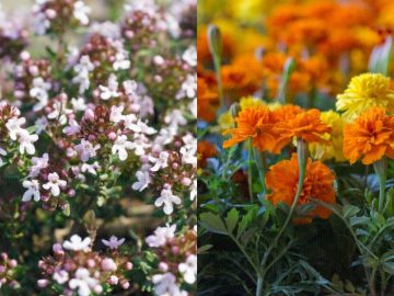 6593212-6424117-image-a-50_1543082407589