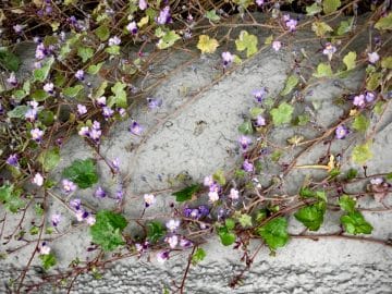 8892076004_cf186cf666_b