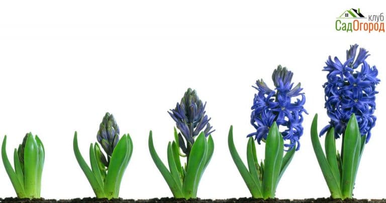 Progressive images of a blue hyacinth flower growing and blooming