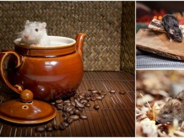 1545204495-3aa5z 19122018 1545204495-3aa5z