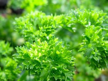 Parsley 27122018 Parsley