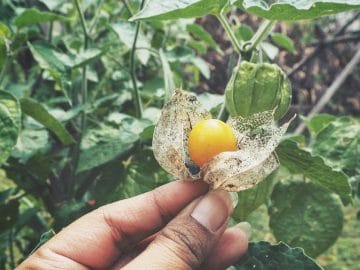 физалис 02012019 физалис