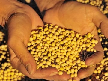 Soy harvest 05012019 Soy harvest