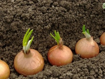 Planting onions 28012019 Planting onions