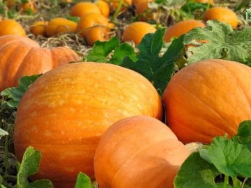 Pumpkins on the field 01022019 Pumpkins on the field