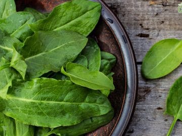 fresh sorrel on a plate 07022019 fresh sorrel on a plate