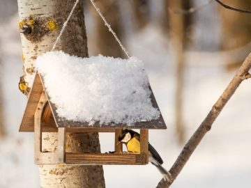 A little bird chickadee sitting on a branch of tree