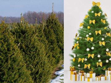 6593212-6424117-image-a-50_1543082407589