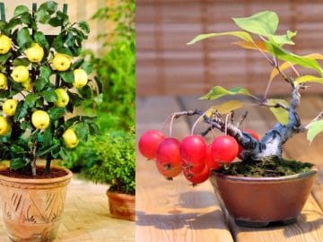 6593212-6424117-image-a-50_1543082407589