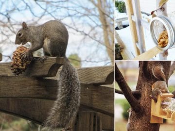 9-Squirrel-Feeder-DIY-Ideas-For-The-Garden2