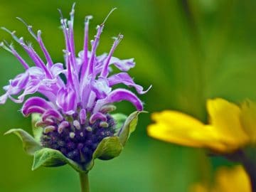 Depositphotos_152253696_m-2015