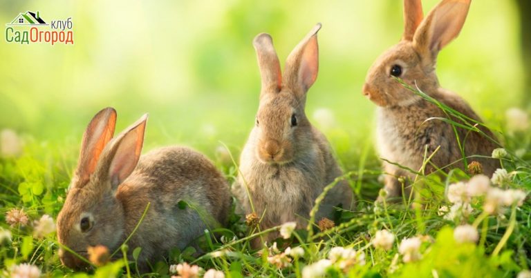 Rabbits. Art Design of Cute Little Easter Bunnies in the Meadow