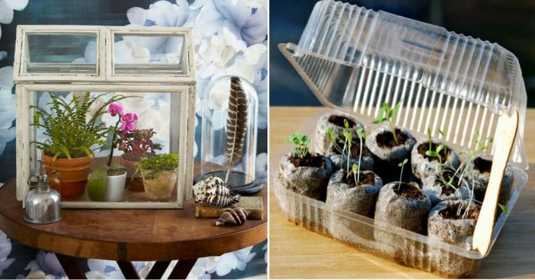 Diy-greenhouse8 05122018 Diy-greenhouse8