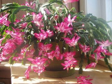 1200px-Cactus_de_noël_rev